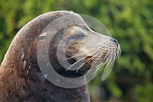 Galapagos sea lion male