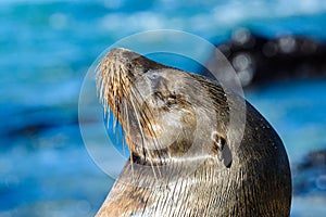 Galapagos sea lion at Mann beach, San Cristobal island, Ecuador