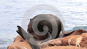 Galapagos sea lion on North Seymour Island, Galapagos National Park, Ecuador