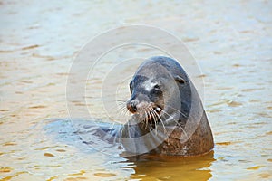 Galapagos sea lion playing at Gardner Bay, Espanola Island, Gala