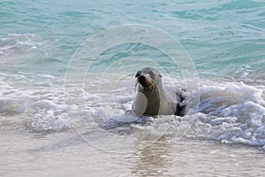 Galapagos sea lion playing at Gardner Bay on Espanola Island, Galapagos National park, Ecuador