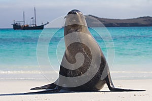 Galapagos sea lion pose wide
