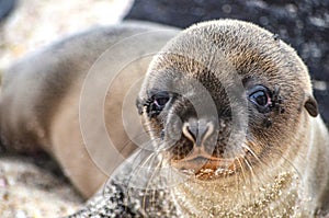 A Galapagos sea lion pup, on Isla Floreana, Galapagos Islands