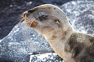 A Galapagos sea lion pup, on Isla Floreana, Galapagos Islands