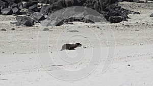 galapagos sea lion puppy, Zalophus wollebaeki, on a beach