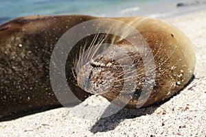 Galapagos sea lion relaxing on the sand