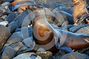 Galapagos sea lion resting on rocks at Suarez Point, Espanola Is