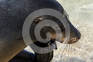 Galapagos sea lion, San Cristobal island, Ecuador