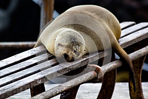 Galapagos Sea Lion