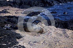 Galapagos Sea Lion Sleeps  833370