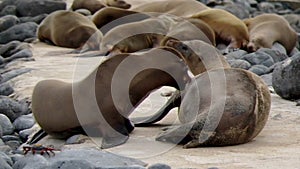 Galapagos sea lion sucking the milk