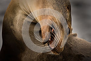 Galapagos sea lion (Zalophus wollebaeki) photo