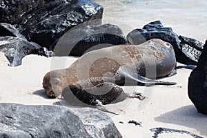 Galapagos Sea Lion, Zalophus wollebaeki, adult and pup