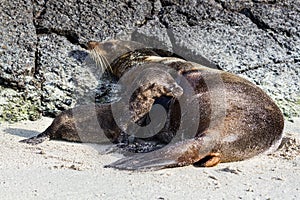 Galapagos Sea Lion Zalophus wollebaeki cub suckling from its mother on a beach, Genovesa Island, Galapagos Islands