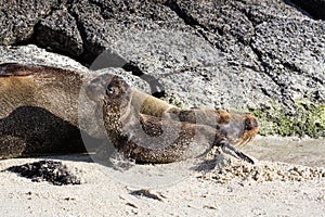 Galapagos Sea Lion Zalophus wollebaeki mother and cub on a beach, Genovesa Island, Galapagos Islands