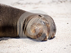 Galapagos sea lion (Zalophus wollebaeki) photo
