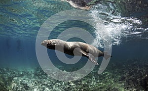 Galapagos sea lion Zalophus wollebaeki swimming fast underwater