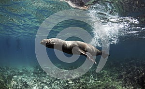Galapagos sea lion Zalophus wollebaeki swimming fast underwater photo
