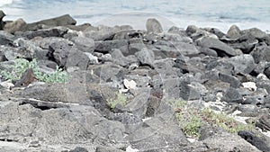 galapagos sea lion, Zalophus wollebaeki on white sand beach