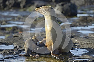 Galapagos sea lion Zalophus wollebaeki with young pup, Puerto Egas, Santiago Island, Galapagos Islands