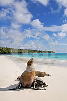 Galapagos sea lions on the beach at Gardner Bay, Espanola Island photo