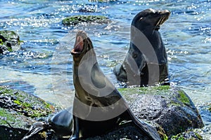 Galapagos sea lions at Mann beach, San Cristobal island Ecuador