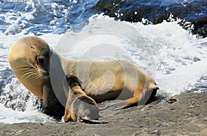 Galapagos sea lions photo