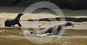 Galapagos sea lions playing on the beach