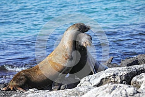 Galapagos sea lions playing on a rocky shore of South Plaza Island, Galapagos National Park, Ecuador