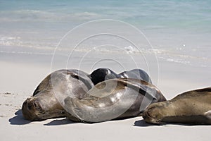 Galapagos Sea Lions resting on a beach