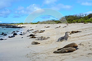 Galapagos sea lions, San Cristobal island Ecuador