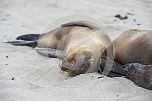 Galapagos Sea Lions sleeoing on the beach