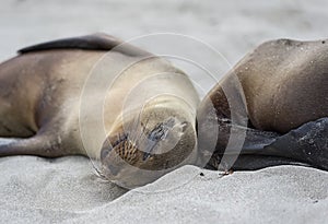 Galapagos Sea Lions sleeoing on the beach