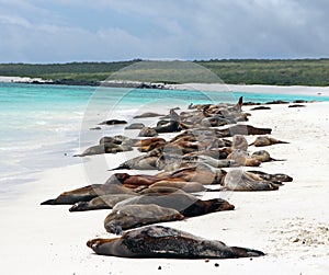 Galapagos Sea Lions