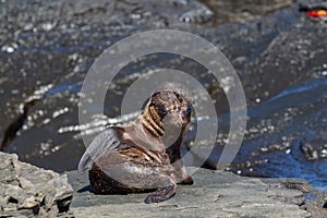 Galapagos Sea Lions Zalophus wollebaeki pup on lava rocks, Santiago Island, Galapagos Islands