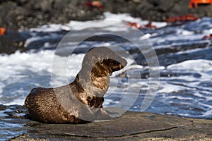 Galapagos Sea Lions Zalophus wollebaeki pup on lava rocks, Santiago Island, Galapagos Islands