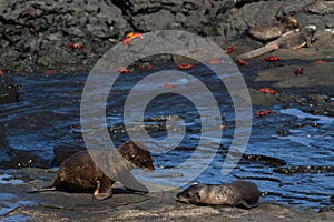 Galapagos Sea Lions Zalophus wollebaeki pups on lava rocks, Santiago Island, Galapagos Islands