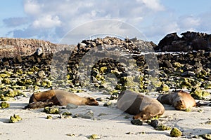 Galapagos Sea Lions Zalophus wollebaeki sleeping on a beach, Genovesa Island, Galapagos Islands