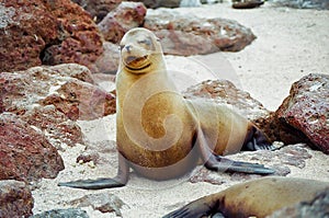 Galapagos seal