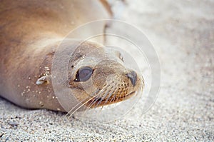 Galapagos seal