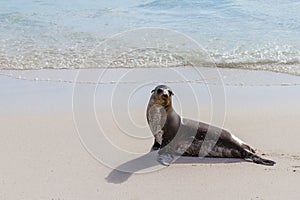 Galapagos Seal