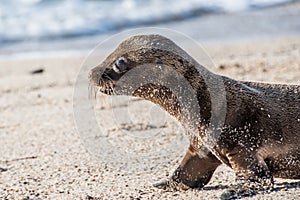 Galapagos Sea Lion Seal Cub on beach