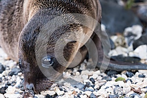 Galapagos Seal Cub on beach