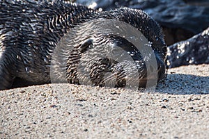 Galapagos Sea Lion Seal Cub suckling