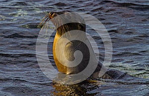 Galapagos Seal Coming out of the Water