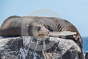 Galapagos Seal relaxing on rock