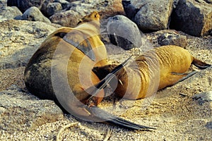 Galapagos Sealion