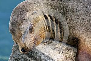 Galapagos-sealion photo