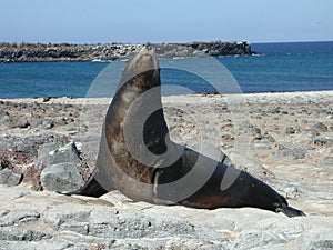A Galapagos Sealion photo