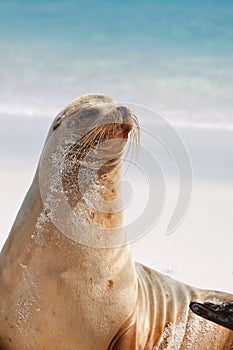 Galapagos sealion poses